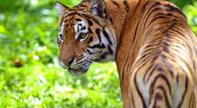 tiger
